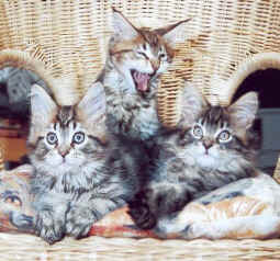 3 Maine Coon, Afrika Wurf the Fabulous