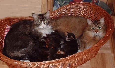 Foxgarden's Ebony mit Maine Coon Babies